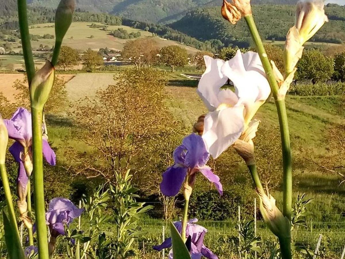 Ferienwohnung Im Gaertle Sulzburg Kültér fotó